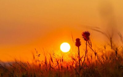 What the Summer Solstice Can Teach Us About Living With Vision
